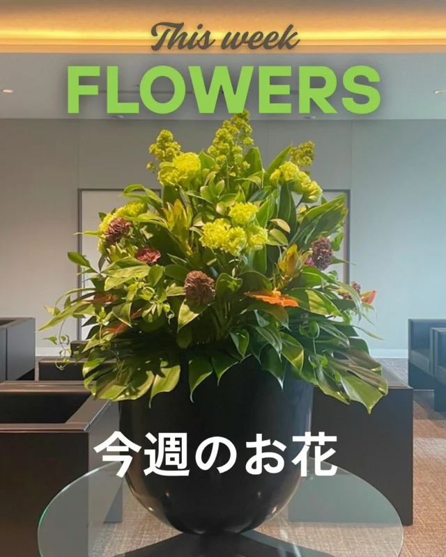 今週のお花🌹
・フロックス
・リューカデンドロン
・カーネーション
・トルコキキョウ
・アンスリューム

来院の際はぜひご鑑賞ください✨
今週もはりきって開院しております💪
🩺ご予約はこちら
https://www.tdhospital.jp/reservation/
💬お気軽にお問合せください。
https://www.tdhospital.jp/contact/

—————————————
🏥東京Dタワーホスピタル
東京都江東区豊洲6-4-20
診療時間
🕘9:00〜12:00 / 14:00〜17:30
休診日：土曜午後•日曜•祝日
⁡🩺各科診察日はこちら▽▼▽
https://www.tdhospital.jp/doctor-table/
🚃電車でお越しの方
ゆりかもめ『市場前駅』北口より徒歩4分
🚌バスでお越しの方
東京BRT『豊洲市場前』より徒歩5分
都営バス『市場前駅前』より徒歩1分
▽▼公式ホームページ▼▽
https://www.tdhospital.jp/

#東京dタワーホスピタル
#豊洲市場
#豊洲
#脳神経外科
#心臓血管外科
#循環器内科
#整形外科
#糖尿病内分泌内科
#一般皮膚科
#婦人科