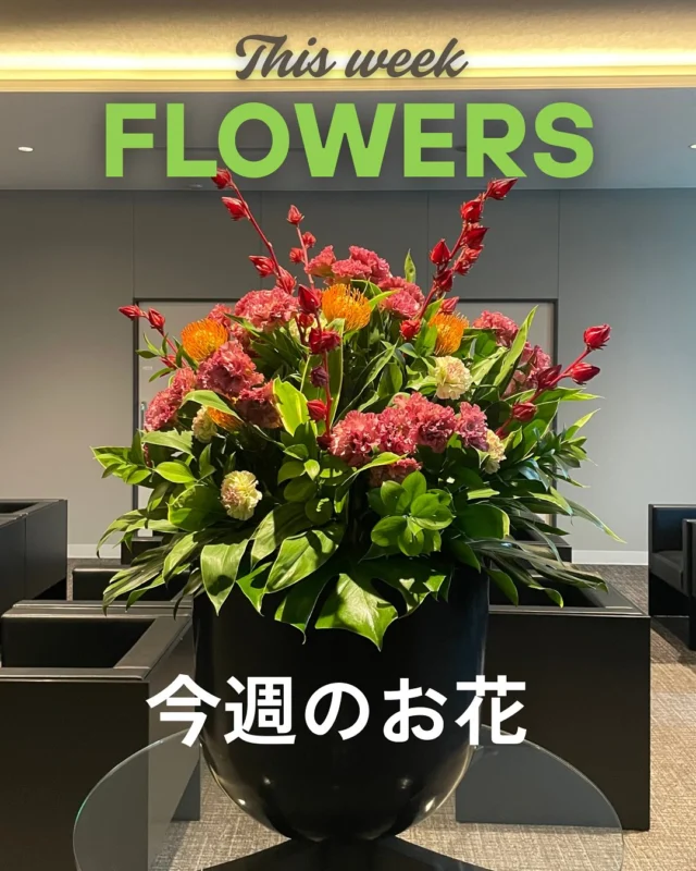 今週のお花🌹
・ピンクッション
・カーネーション
・トルコキキョウ
・ハイビスカスの実

ハイビスカスは「花」はメジャーですが、「実」は珍しいです！
来院の際はぜひご鑑賞ください✨
今週もはりきって開院しております💪
🩺ご予約はこちら
https://www.tdhospital.jp/reservation/
💬お気軽にお問合せください。
https://www.tdhospital.jp/contact/

—————————————
🏥東京Dタワーホスピタル
東京都江東区豊洲6-4-20
診療時間
🕘9:00〜12:00 / 14:00〜17:30
休診日：土曜午後•日曜•祝日
⁡🩺各科診察日はこちら▽▼▽
https://www.tdhospital.jp/doctor-table/
🚃電車でお越しの方
ゆりかもめ『市場前駅』北口より徒歩4分
🚌バスでお越しの方
東京BRT『豊洲市場前』より徒歩5分
都営バス『市場前駅前』より徒歩1分
▽▼公式ホームページ▼▽
https://www.tdhospital.jp/

#東京dタワーホスピタル
#豊洲市場
#豊洲
#脳神経外科
#心臓血管外科
#循環器内科
#整形外科
#糖尿病内分泌内科
#一般皮膚科
#婦人科